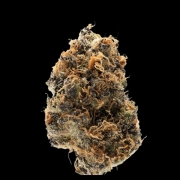 Watermelon Punch Autoflowering cannabis flower bud by Growers Choice