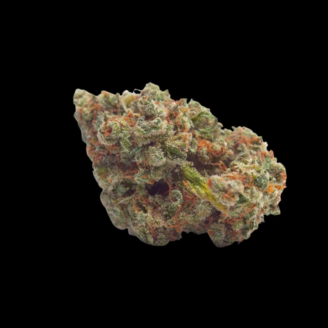 Tropicana Weddingcake – Growers Choice – Autoflowering