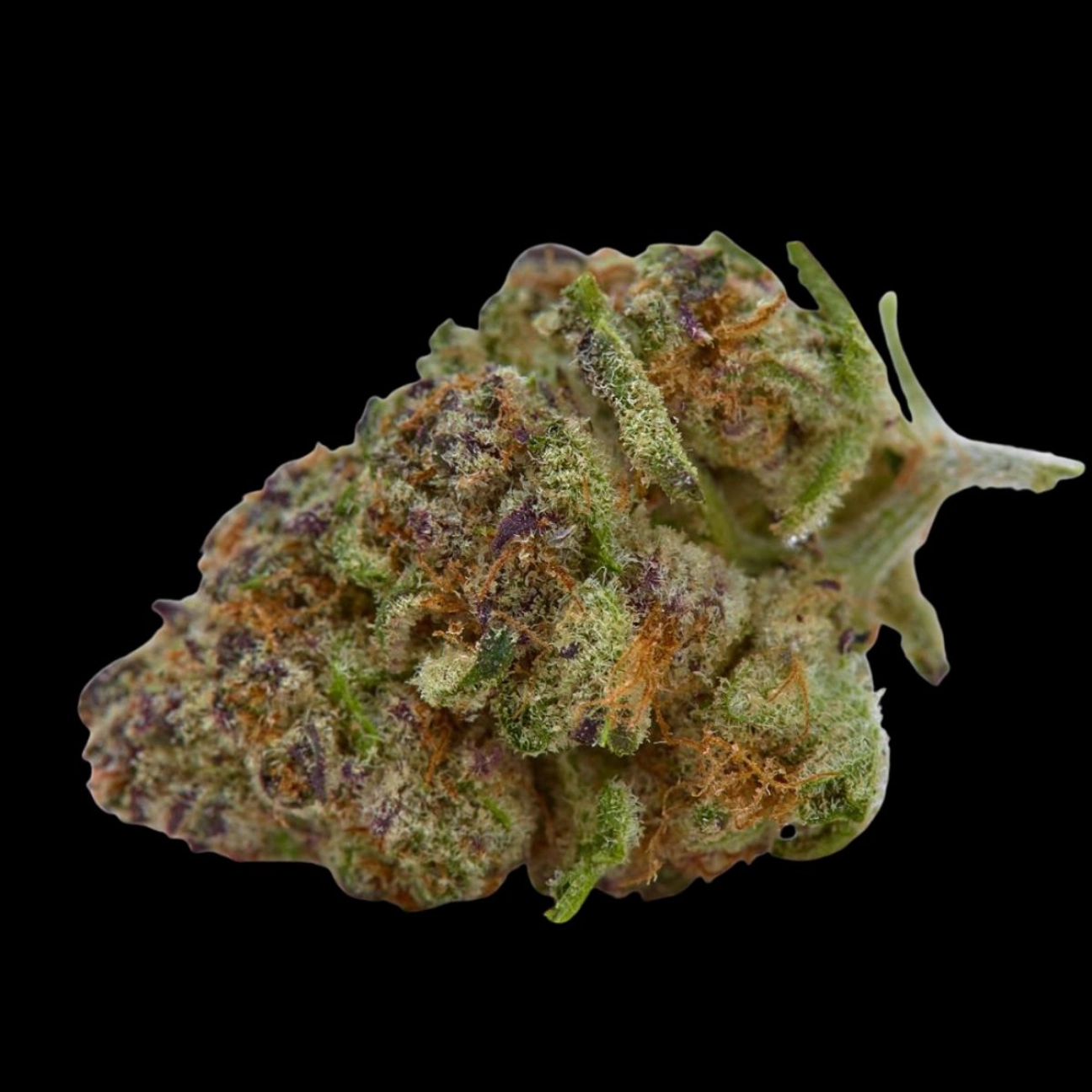 Purple Sunset – Growers Choice – Autoflowering