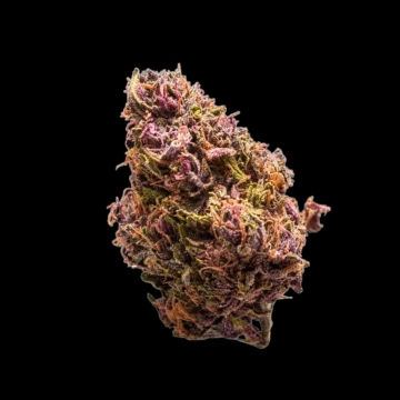 Red Jack Autoflowering cannabis flower bud by Growers Choice