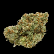 The Real Amnesia Autoflowering cannabis flower bud by Growers Choice