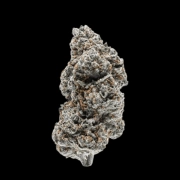 Tangerine Sherbet Feminized cannabis flower bud by Growers Choice