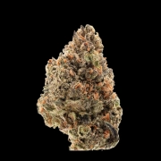 Tangie Punch Feminized cannabis flower bud by Growers Choice