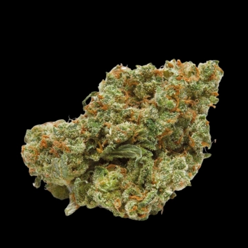 The Real Amnesia Feminized cannabis flower bud by Growers Choice