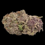 Ultra Violet GMO Feminized cannabis flower bud by Growers Choice