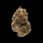 Watermelon Punch Feminized cannabis flower bud by Growers Choice