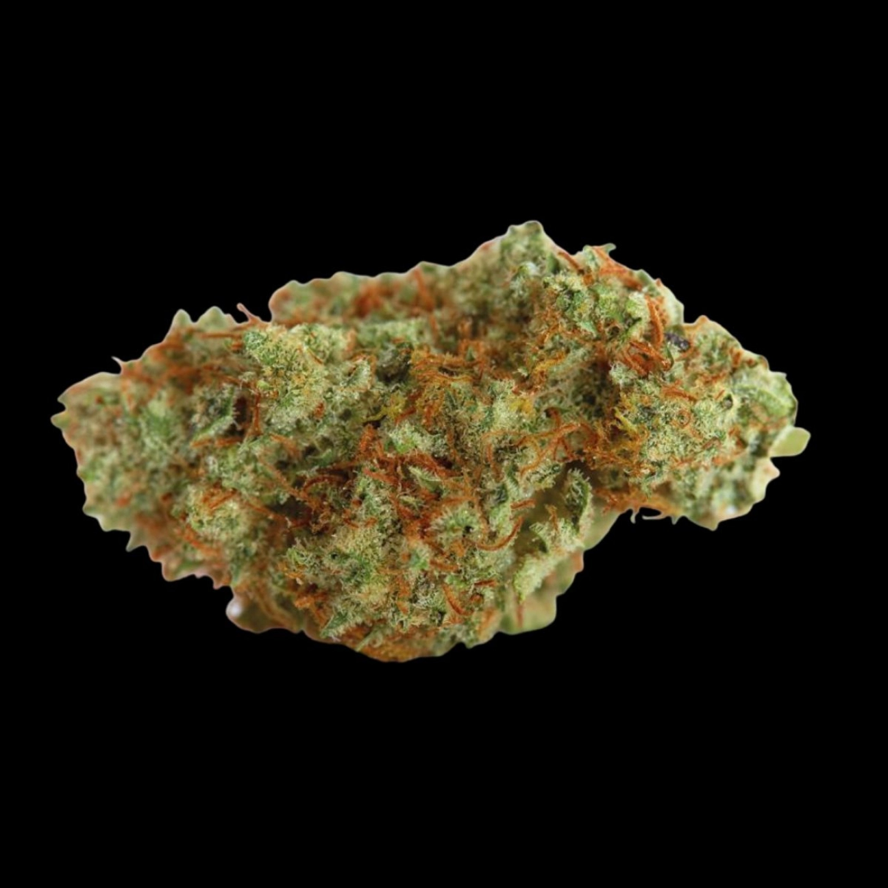 White Fire Gelato – Growers Choice – Feminized