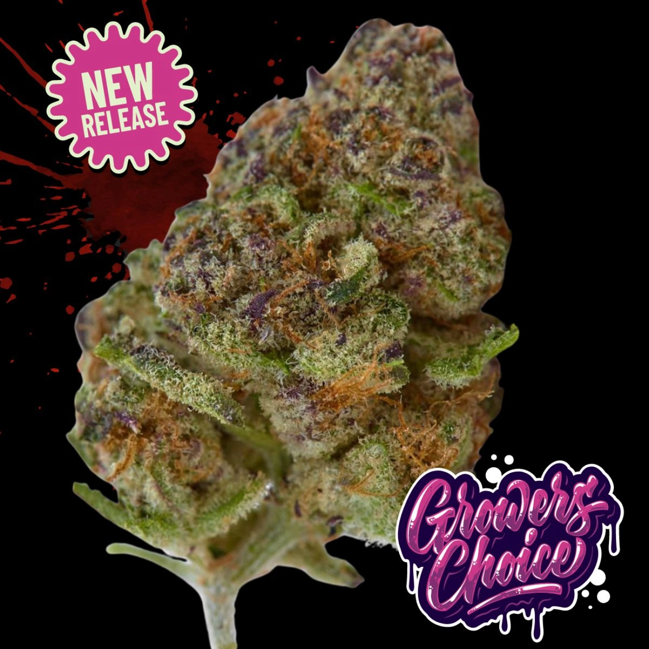 Blue Zushi – Growers Choice – Feminized