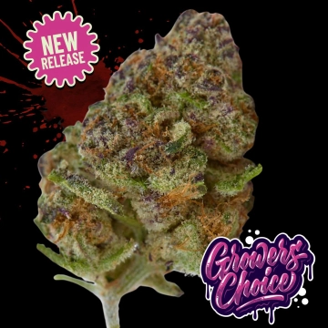 Blue Zushi Feminized cannabis flower bud by Growers Choice