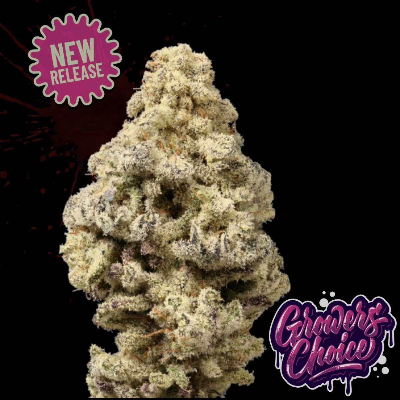 Mac ‘N’ Cheese – Growers Choice – Feminized