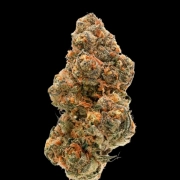 Double XL Weddingcake x Frosty Gelato Feminized cannabis flower bud by Growers Choice