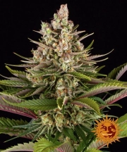Sour Strawberry Feminized cannabis flower bud by Barneys Farm