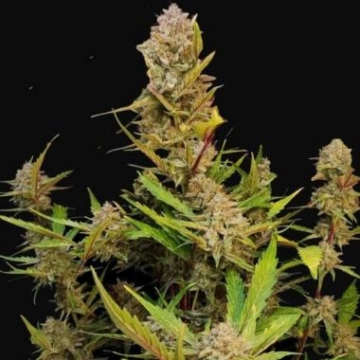 Apricot Autoflowering  Autoflowering cannabis flower bud by FastBuds Seeds