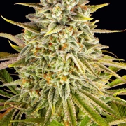 Lemon Drizzle Feminized cannabis flower bud by Barneys Farm