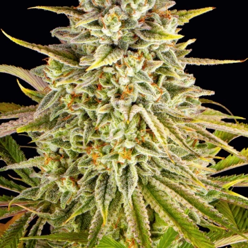 Lemon Drizzle Feminized cannabis flower bud by Barneys Farm
