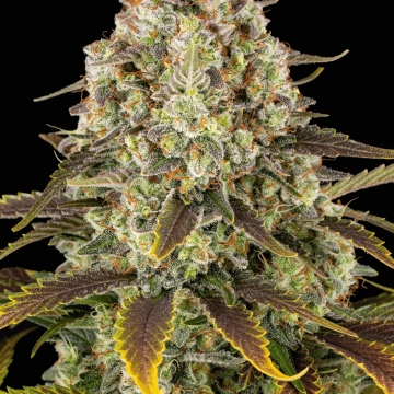 Ice Cream Cake Feminized cannabis flower bud by Barneys Farm