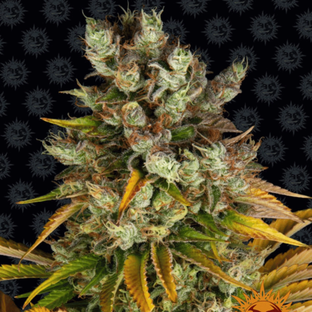Barneys Farm GMO – Barneys Farm – Feminized