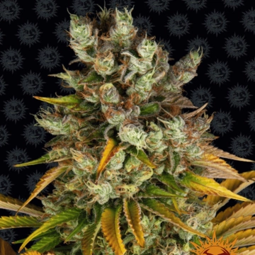 Barneys Farm GMO Feminized cannabis flower bud by Barneys Farm