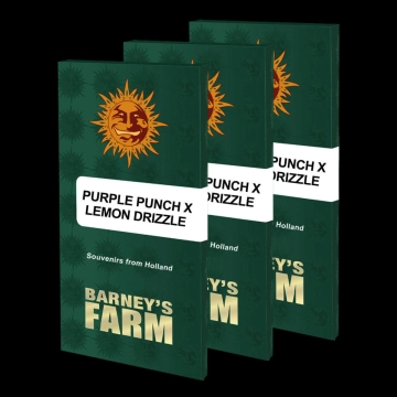 PURPLE PUNCH X LEMON DRIZZLE Feminized cannabis flower bud by Barneys Farm