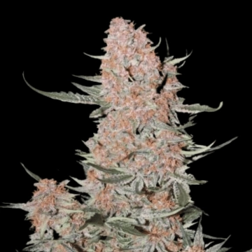 Ztrawberriez Auto Autoflowering cannabis flower bud by FastBuds Seeds