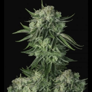 Moby Dick Auto Autoflowering cannabis flower bud by FastBuds Seeds