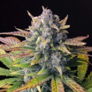 Tropicana Cookies Auto Autoflowering cannabis flower bud by FastBuds Seeds