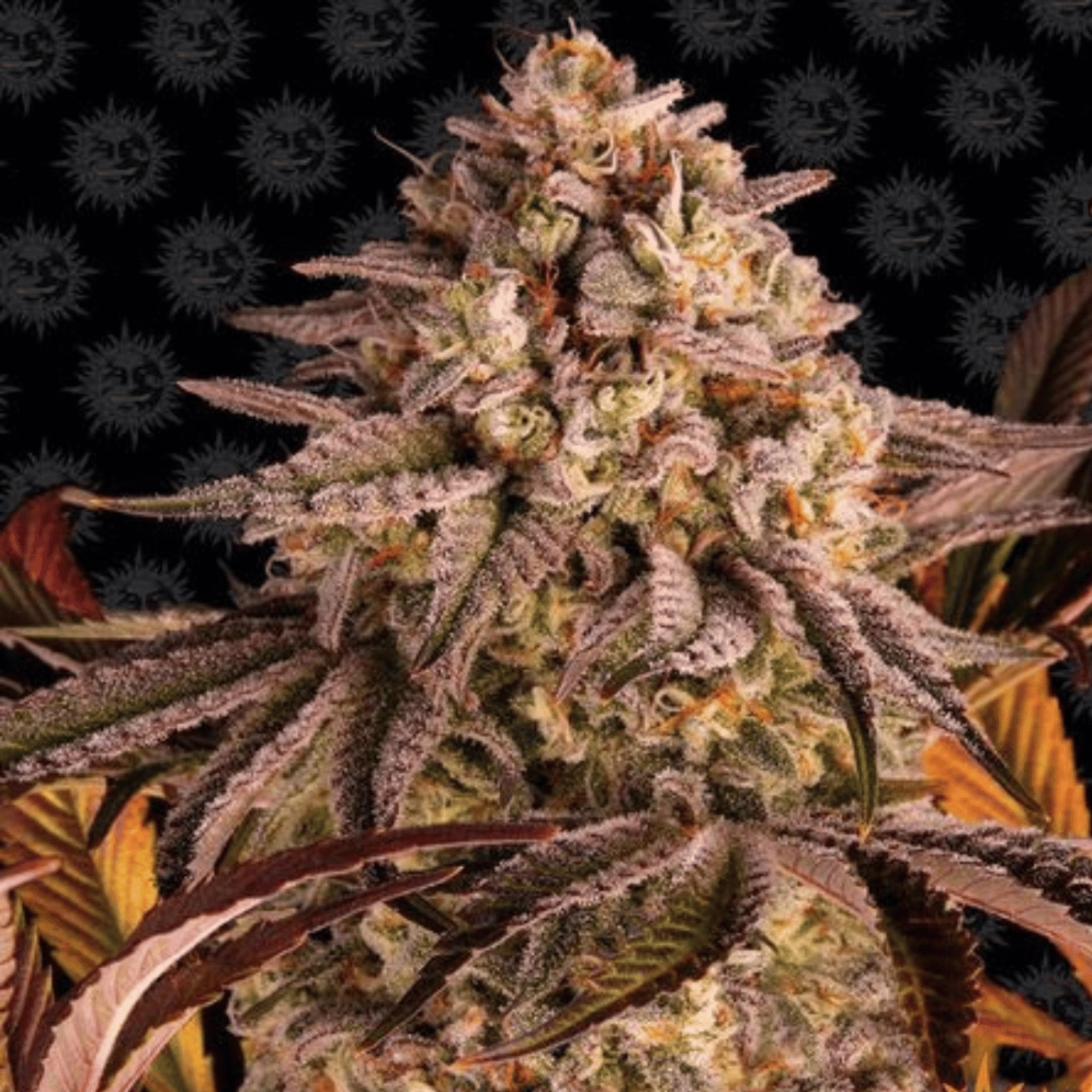 Blue Sunset Sherbert – Barneys Farm – Feminized
