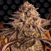 Blue Sunset Sherbert Feminized cannabis flower bud by Barneys Farm