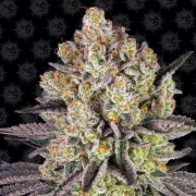 Runtz Strain Feminized cannabis flower bud by Barneys Farm