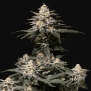 Purple Lemonade Fast Flowering Feminized cannabis flower bud by FastBuds Seeds