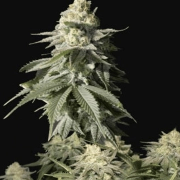 Orange Sherbet Fast flowering Feminized cannabis flower bud by FastBuds Seeds