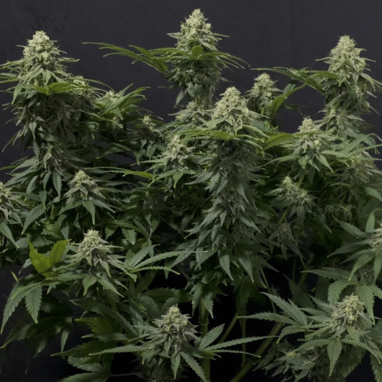 Wedding Cheesecake Fast Flowering – FastBuds – Feminized
