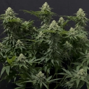 Wedding Cheesecake Fast Flowering Feminized cannabis flower bud by FastBuds Seeds