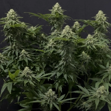 Wedding Cheesecake Fast Flowering Feminized cannabis flower bud by FastBuds Seeds