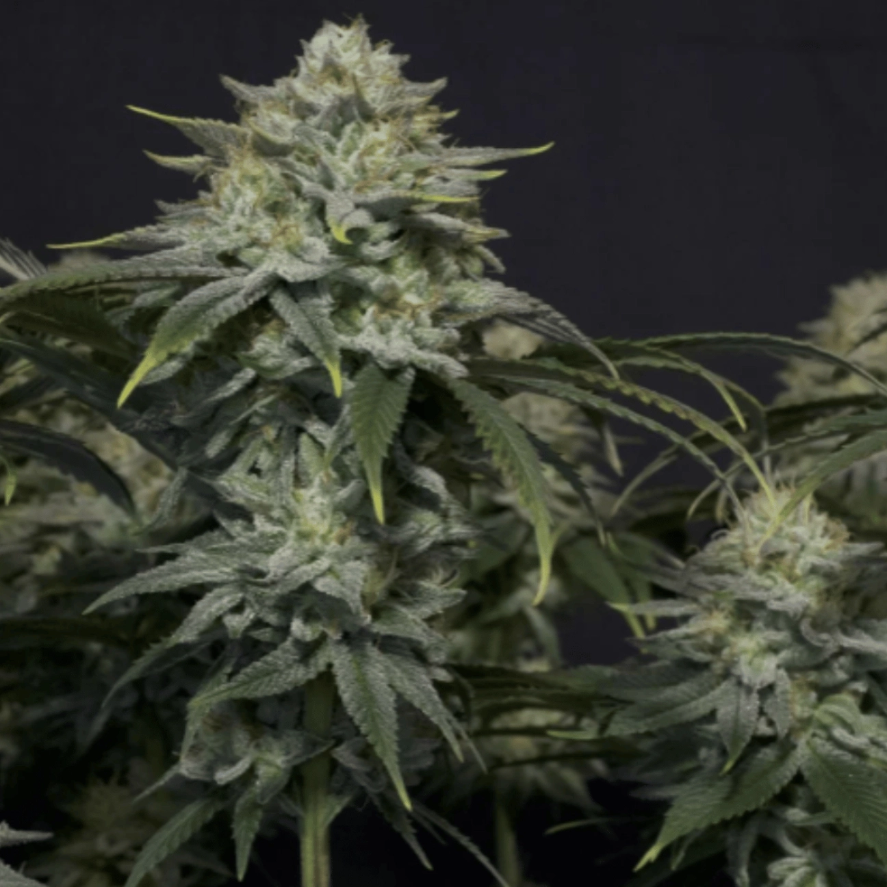 Gorilla Cookies Fast Flowering – FastBuds – Feminized