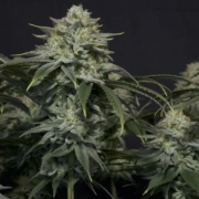 Gorilla Cookies Fast Flowering Feminized cannabis flower bud by FastBuds Seeds