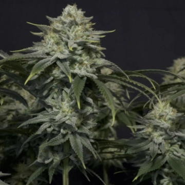 Gorilla Cookies Fast Flowering Feminized cannabis flower bud by FastBuds Seeds