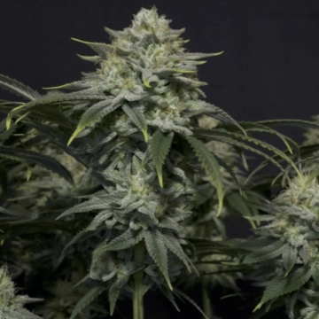 GG4 Sherbet Fast Flowering Feminized cannabis flower bud by FastBuds Seeds