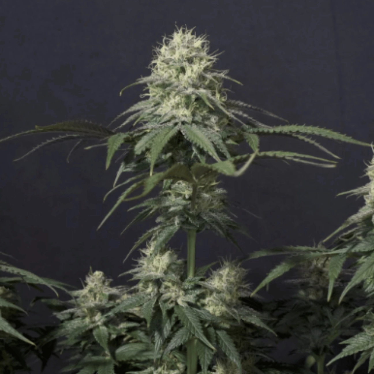 Tropicana Cookies Fast Flowering – FastBuds – Feminized