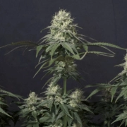 Tropicana Cookies Fast Flowering Feminized cannabis flower bud by FastBuds Seeds