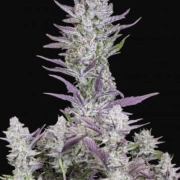 Wedding Glue Auto Autoflowering cannabis flower bud by FastBuds Seeds