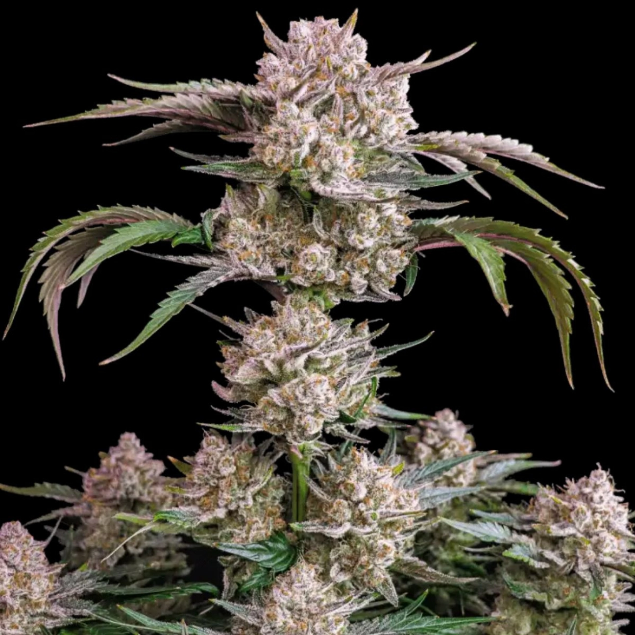 Strawberry Gorilla Auto – FastBuds – Autoflowering