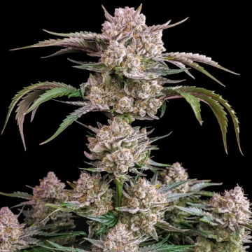 Strawberry Gorilla Auto Autoflowering cannabis flower bud by FastBuds Seeds
