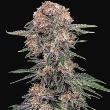 Cherry Cola Auto Autoflowering cannabis flower bud by FastBuds Seeds