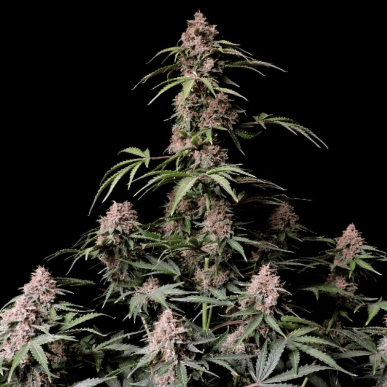 AMNESIA ZKITTLEZ – FastBuds – Autoflowering