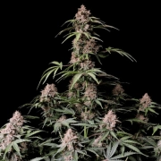 AMNESIA ZKITTLEZ Autoflowering cannabis flower bud by FastBuds Seeds