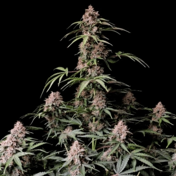 AMNESIA ZKITTLEZ Autoflowering cannabis flower bud by FastBuds Seeds