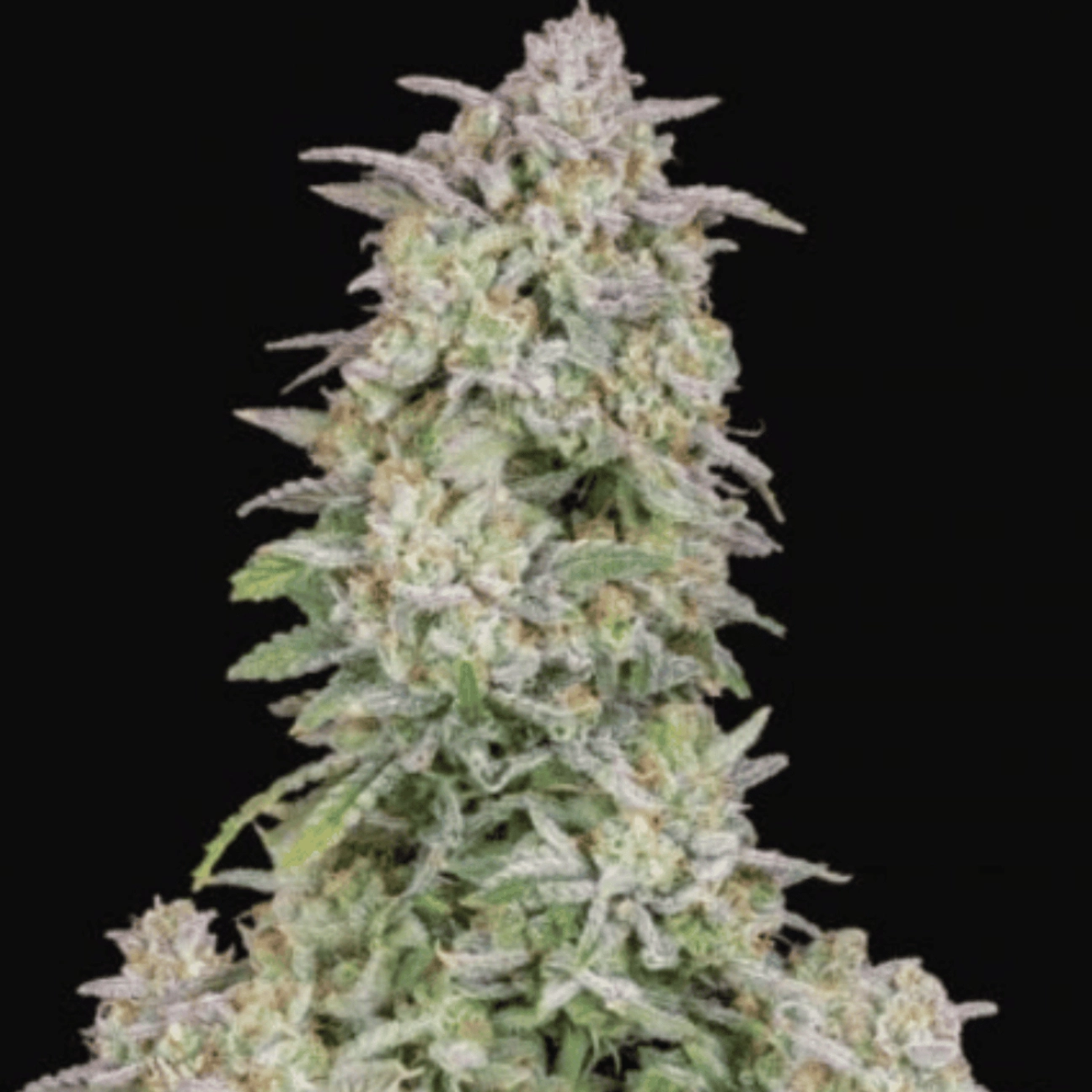 FORBIDDEN RUNTZ AUTO – FastBuds – Autoflowering