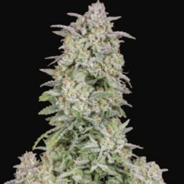 FORBIDDEN RUNTZ AUTO Autoflowering cannabis flower bud by FastBuds Seeds