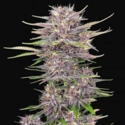 BANANA PURPLE PUNCH AUTO Autoflowering cannabis flower bud by FastBuds Seeds